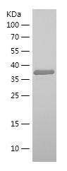 Recombinant Human NRG1