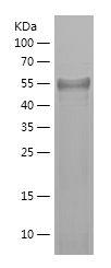 Recombinant Human PPARGC1A