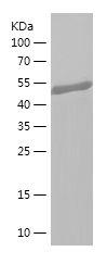 Recombinant Human FRS2