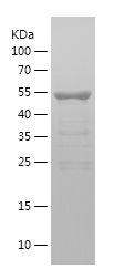 Recombinant Human DOCK6