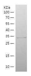 Recombinant Human NRN1