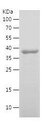 Recombinant Human TRKB