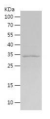 Recombinant Human MAS1L