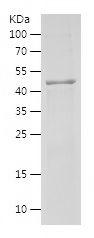 Recombinant Human FLCN