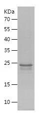 Recombinant Human IAPP