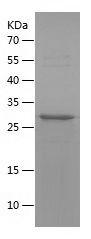 Recombinant Human HGF-1