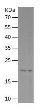 Recombinant Human FGF12