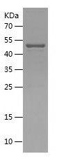 Recombinant Human CD208