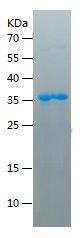 Recombinant Mouse IL-8