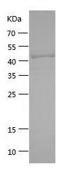 Recombinant Human CD223