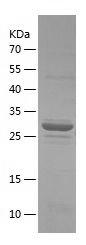 Recombinant Human YWHAG