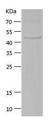 Recombinant Bovine HGF