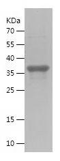 Recombinant Human IL23A