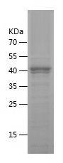 Recombinant Human GZMA