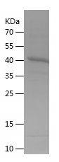 Recombinant Human CD86