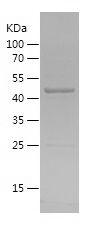 Recombinant Human AIFM2