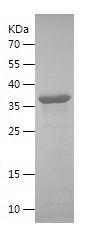 Recombinant Human CD300LF