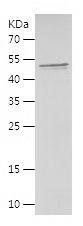 Recombinant Human PHF14