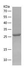 Recombinant Human CD142