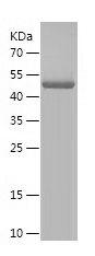 Recombinant Human POMC