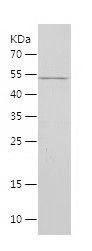 Recombinant Human AGO2