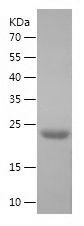 Recombinant Human BID