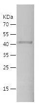 Recombinant Human CD335