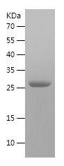 Recombinant Human RAB5A