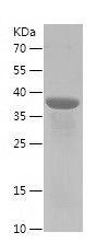 Recombinant Human ANGPT1