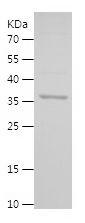 Recombinant Human AIFM1