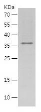 Recombinant Human GAPDHS