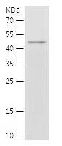 Recombinant Human FZD7