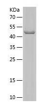 Recombinant Human BAG3