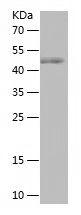 Recombinant Human RARG