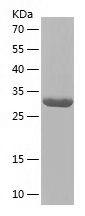 Recombinant Human GDF15