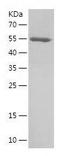 Recombinant Human NUP62