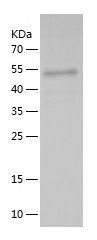 Recombinant Human TGFB1+LAP