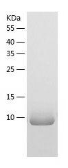 Recombinant Human IL-13