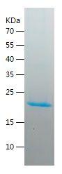 Recombinant Mouse RANKL