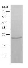 Recombinant Human BAG2