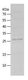 Recombinant Human POMC