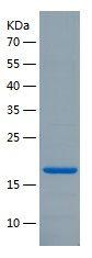 Recombinant Mouse IL-1 alpha