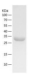 P4435 product image