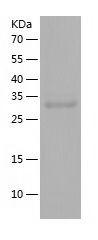 P4606 product image