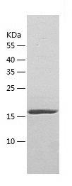 Recombinant Human HMGB1