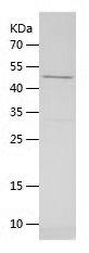 Recombinant Human NR2F6