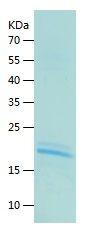 Recombinant Human IL-9