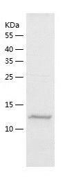 Recombinant Human VEGFA