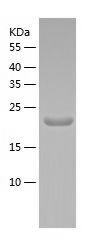 Recombinant Human VEGFA