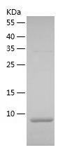 Recombinant Human MUC1